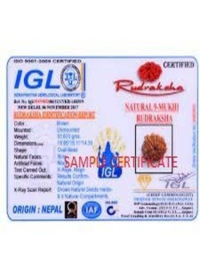 حبة رودراكشا نيبالية بتسعة أوجه (9 موخي) من مختبر TheGalaxy، معتمدة روحياً، مناسبة للسيدها أو المانترا المباركة - Image 4