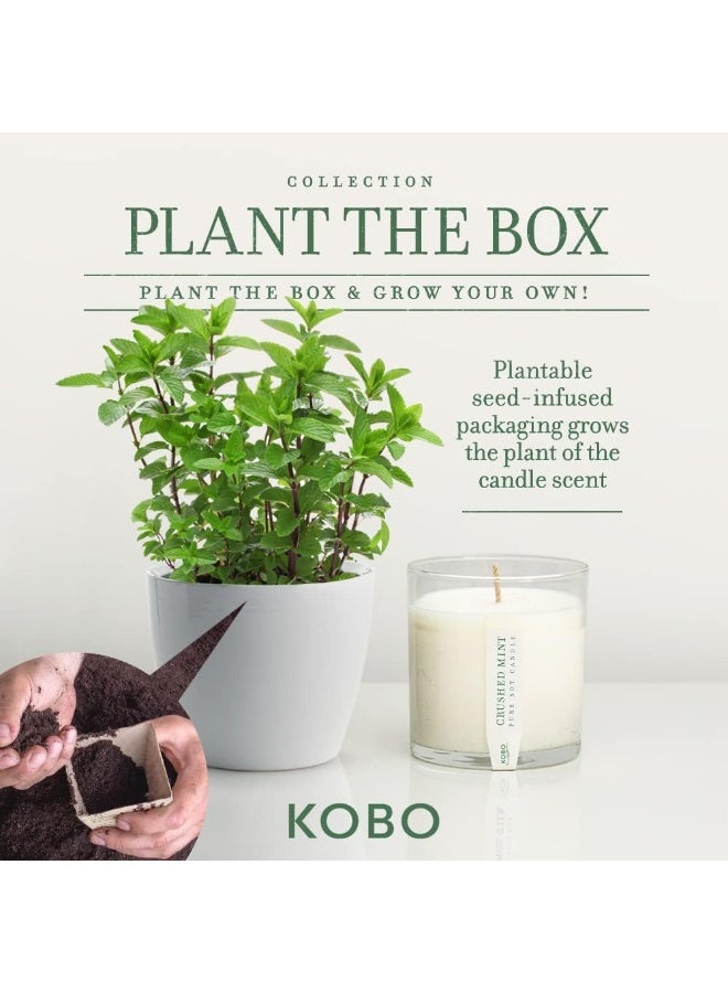 KOBO Crushed Mint Scented Candle with Plantable Box (9 oz) | Plant The Box Collection, 100% Pure Soy Wax Candles | Hand-Poured in USA | Long Lasting 60 Hour Burning Candles | Scented Candles for Home - Image 3