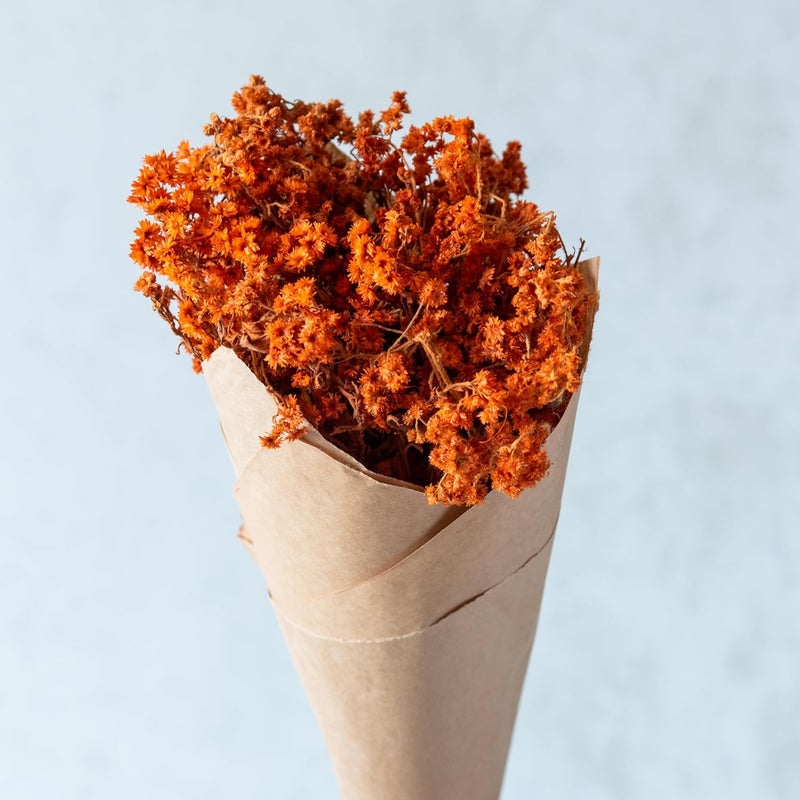 Flowers and Fillers Orange Everlasting Gypsy Bunch Natural Dried FlowerEcoFriendly Flowers for HomeOfficeBedroomTable Decoration and Craft Items Corner Without Vase Pot