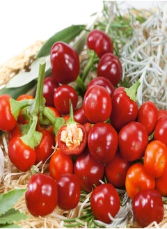 GGOOT Cherry Mini Hot F1 Hybrid Hot Pepper Seeds - 1 Oz ~40 Seeds - Non-GMO, F1 Hybrid - Vegetable Garden - Capsicum annuum 