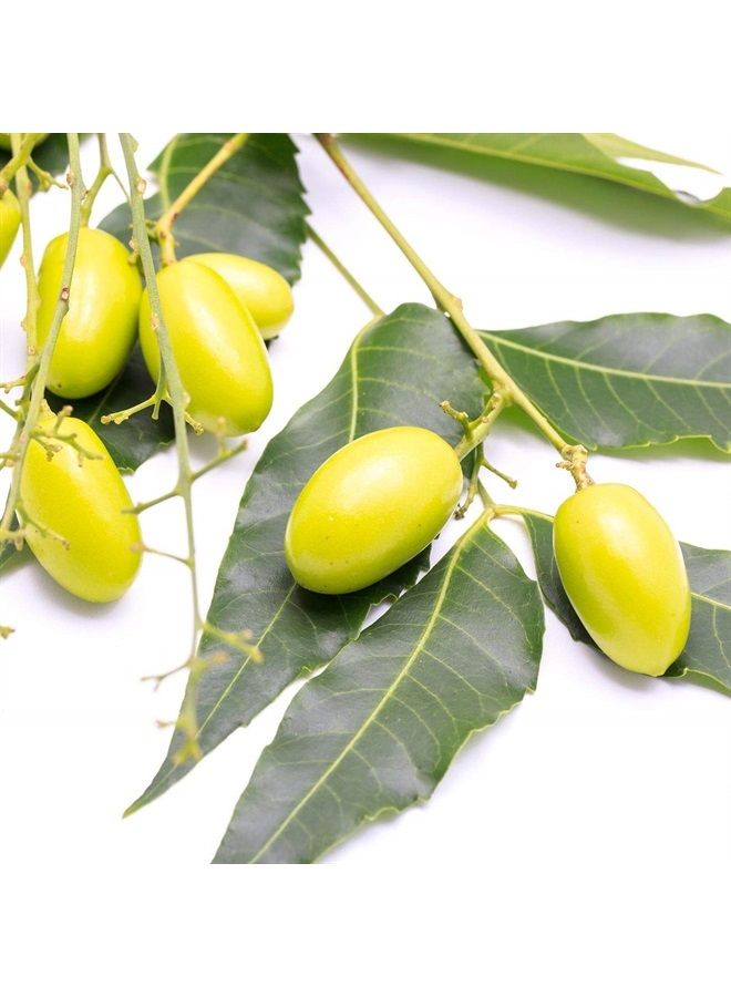 Premium Nature زيت النيم العضوي للبشرة زيت النيم للشعر زيت النيم 100% نقي زيت النيم مضغوط على البارد زيت النيم لخلط الزيوت الأساسية زيت النيم للنباتات زيت النيم للكتل زيت النيم للتدليك زيت النيم لرش النباتات الداخلية 4 أونصات - Image 1