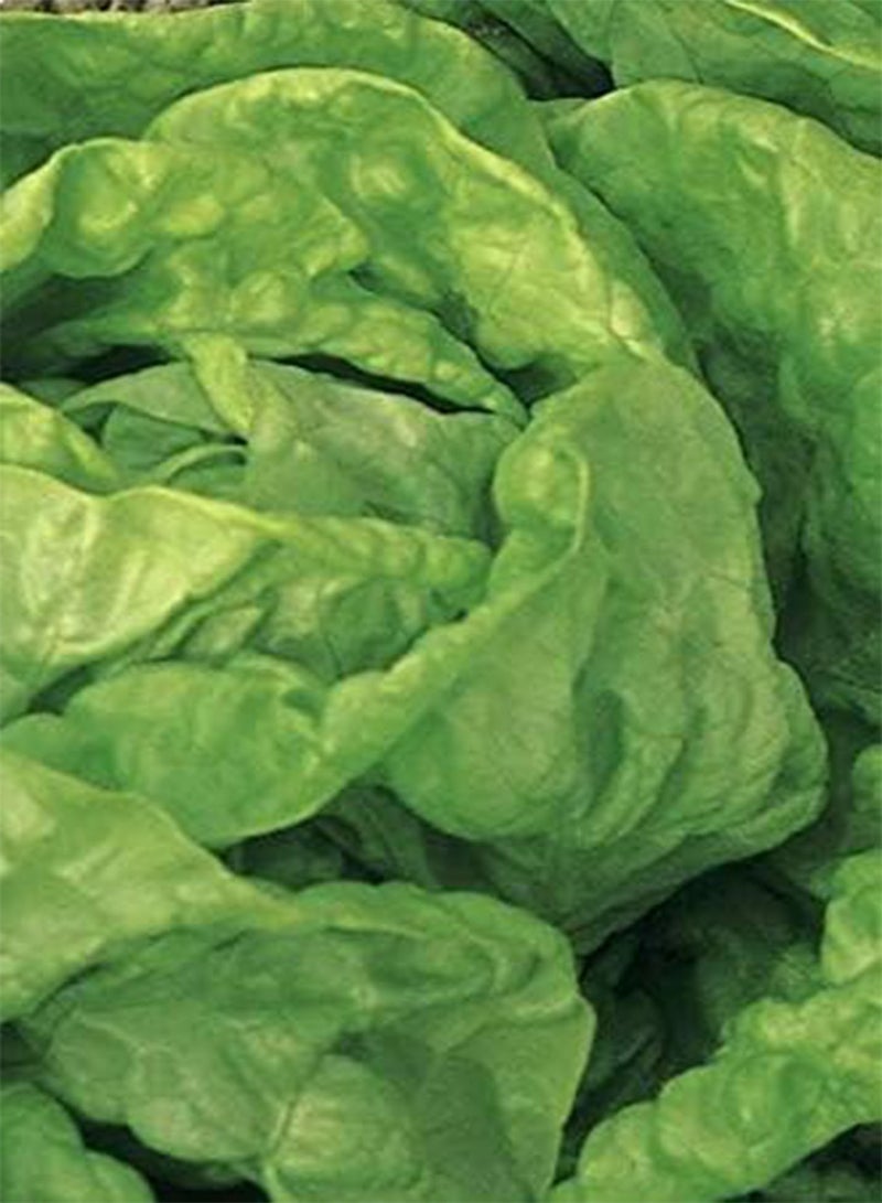 GGOOT Seeds of Vegetable Lettuce All The Year Round