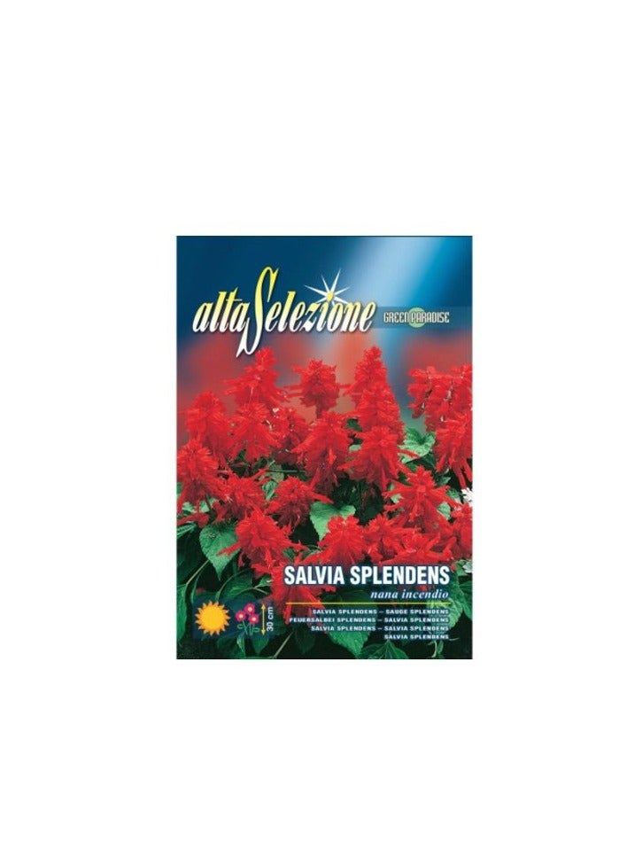 KNP AL Salvia Splendens - Nana Incendio Seeds 