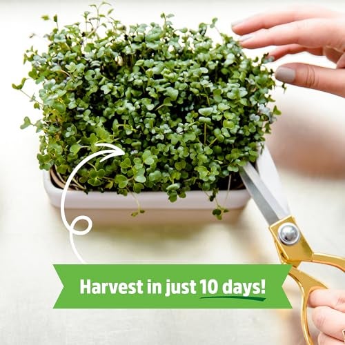 Back to the Roots Organic Microgreens Grow Kit with Ceramic Planter, Expandable Soil, Organic Seeds, and Germination Lid - Image 3