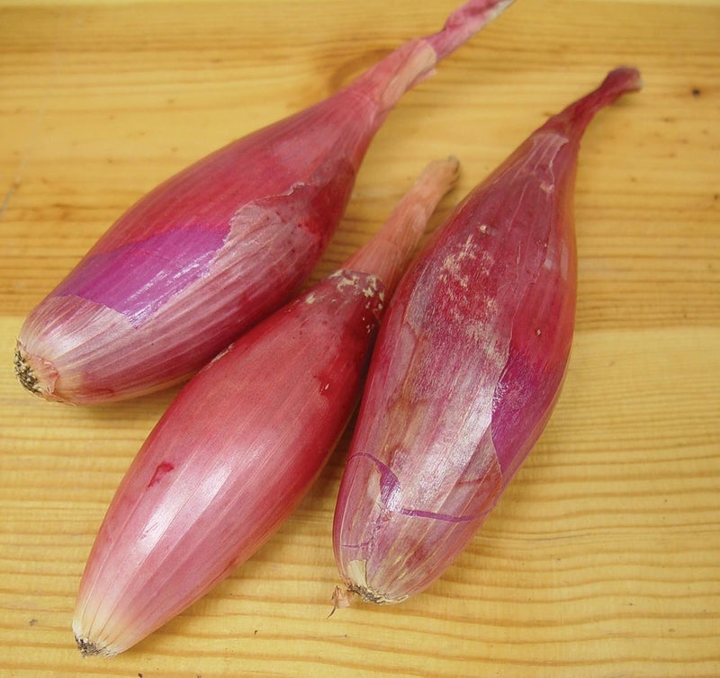 Burpee Italian Torpedo Heirloom Onion Seeds 300 seeds - Image 2