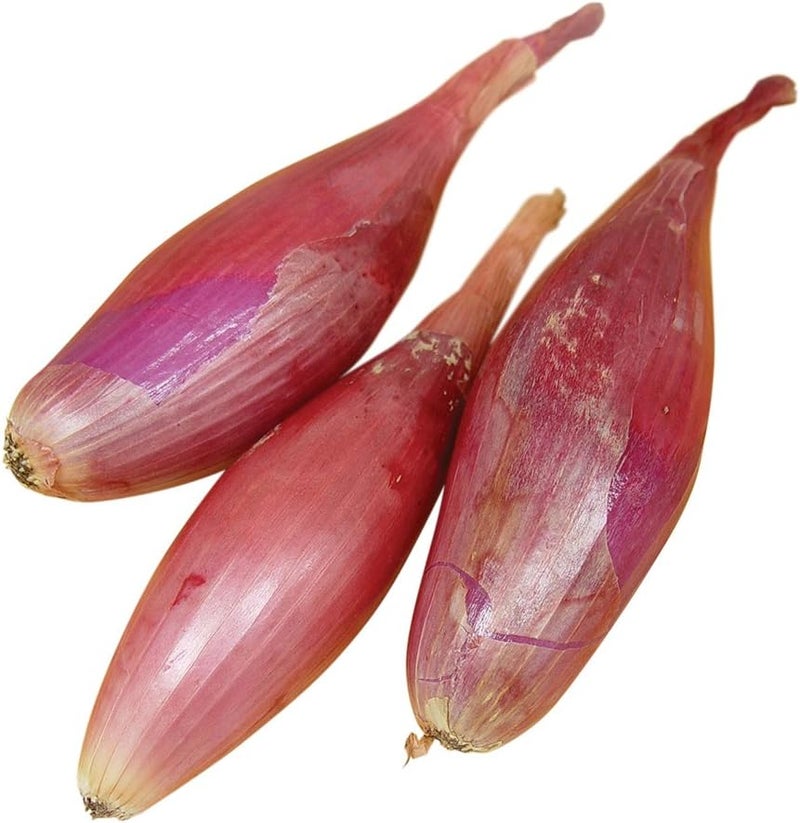 Burpee Italian Torpedo Heirloom Onion Seeds 300 seeds - Image 1