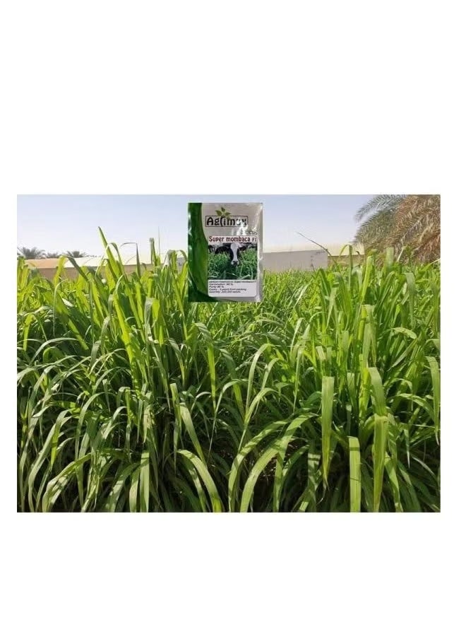 أجريماكس بذور سوبر مومباكا هجينة عالية الجودة مناسبة للمناخ - Image 1