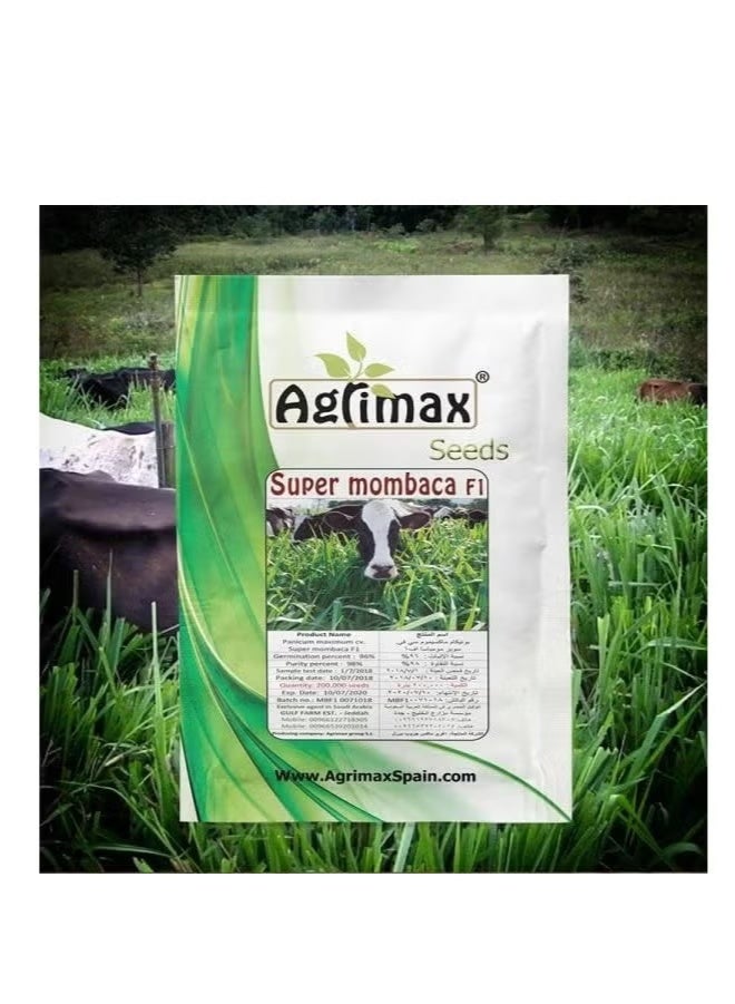 أجريماكس بذور سوبر مومباكا هجينة عالية الجودة مناسبة للمناخ - Image 2