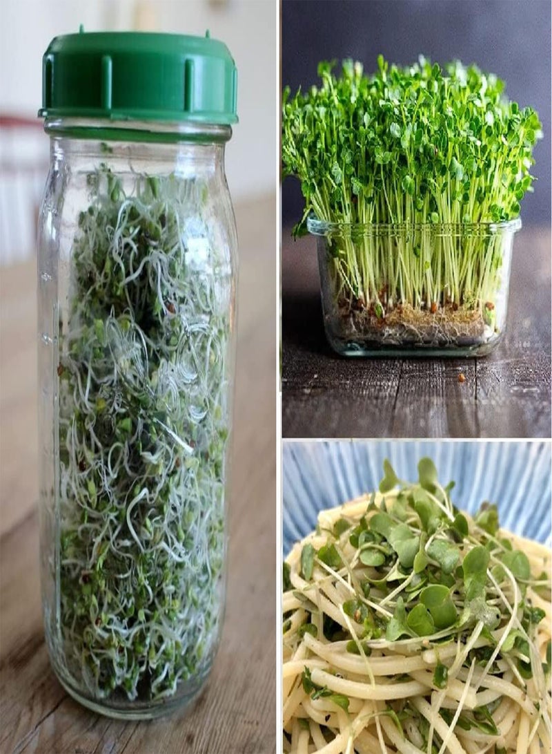 GGOOT Organic Broccoli Sprouting Seeds | Microgreens | Non-GMO | Same Day Dispatch - Image 1