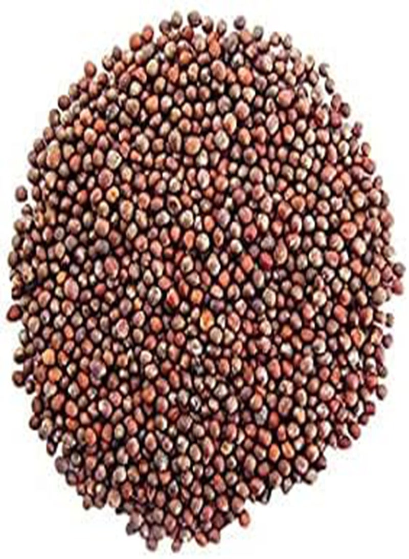 GGOOT Organic Broccoli Sprouting Seeds | Microgreens | Non-GMO | Same Day Dispatch - Image 3