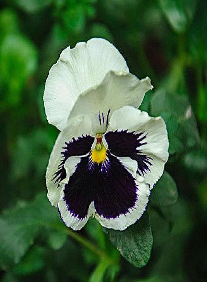 GGOOT 200pcs Annual Pansy Seeds Beautiful Elegant White Flowers Easy to Care Making Hanging Baskets of Flowers Create Different Atmosphere - Image 2