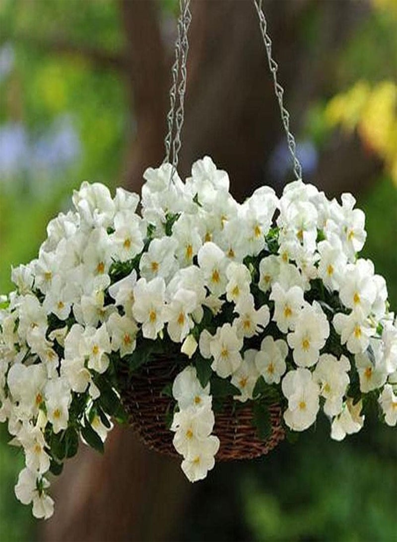 GGOOT 200pcs Annual Pansy Seeds Beautiful Elegant White Flowers Easy to Care Making Hanging Baskets of Flowers Create Different Atmosphere - Image 1