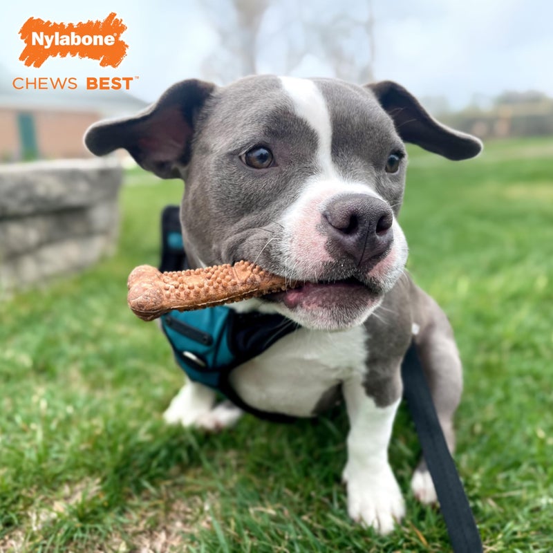 Nylabone Healthy Edibles Natural Dog Chews Long Lasting Chew Treats for Dogs, Roast Beef Flavor, X-Small/Petite (4 Count) - Image 3