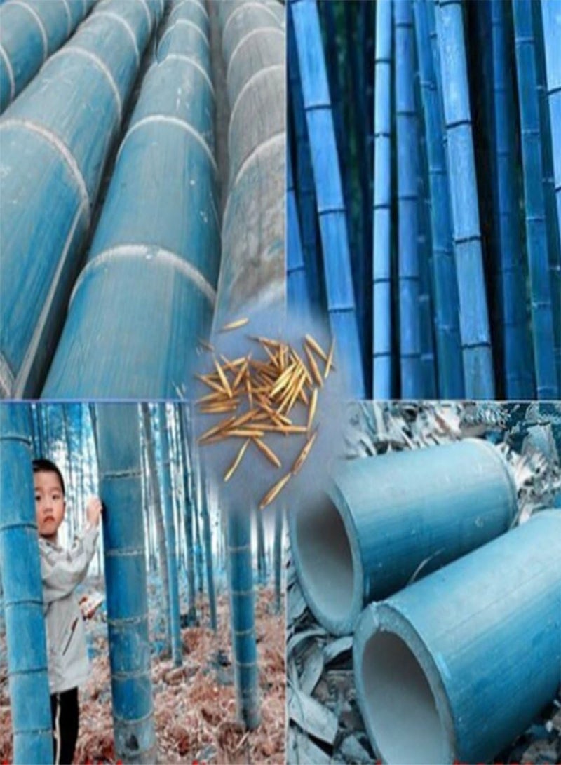 GGOOT 50Pcs Rare Blue Bamboo Seeds Home Garden Decorative Tree Herb Plant - Image 2