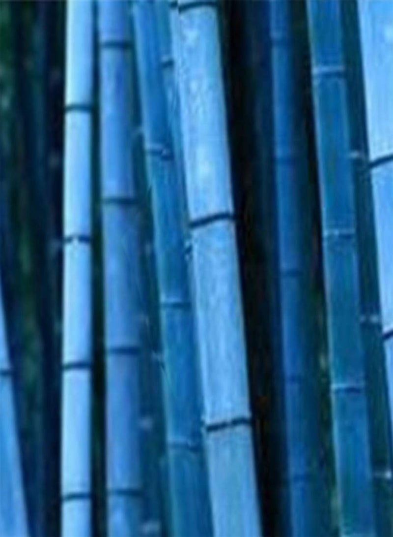 GGOOT 50Pcs Rare Blue Bamboo Seeds Home Garden Decorative Tree Herb Plant - Image 4
