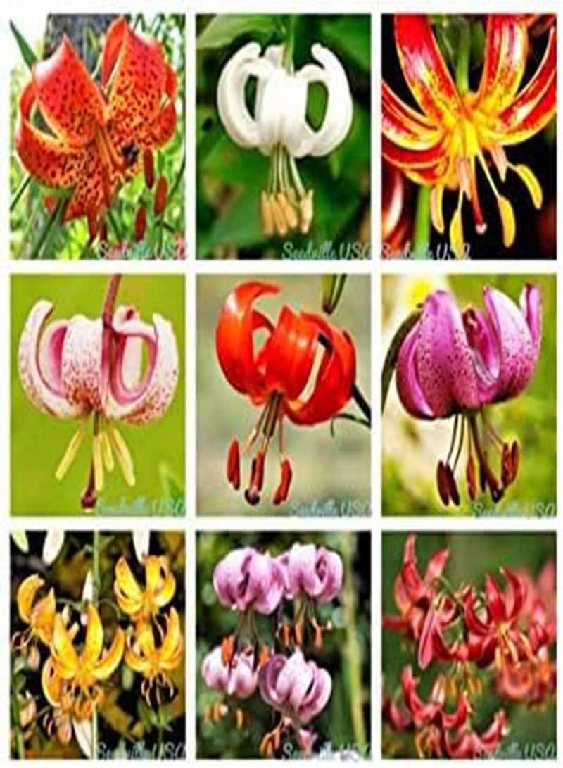GGOOT 10 Lilium Martagon Lily Mixed Color Turk's Cap Lily Red Pink Orange Flower seeds:seeds