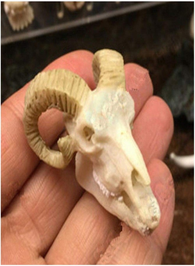 Wixine 1Pcs Aquarium Resin Sheep Head Skull Fish Tank Ornament Terrarium Reptile Decorations - Image 2