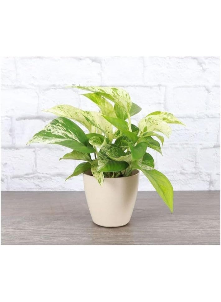 نبات البوتس المنزلي في إصيص أبيض، نبات داخلي منقي للهواء، مناسب لغرف النوم والمعيشة - Image 4