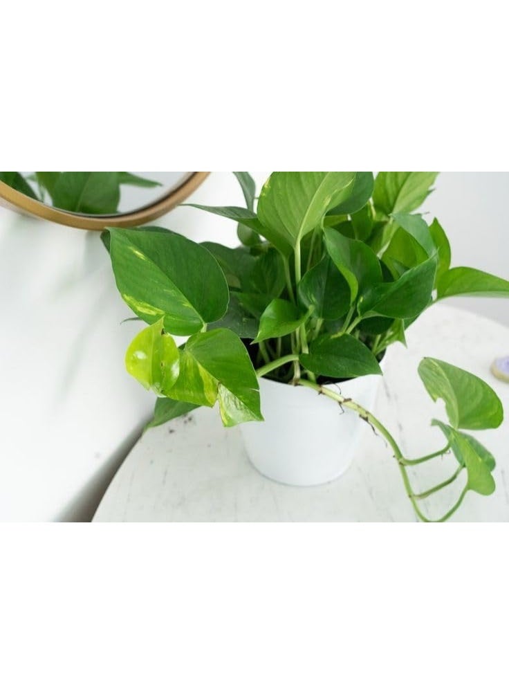 نبات البوتس المنزلي في إصيص أبيض، نبات داخلي منقي للهواء، مناسب لغرف النوم والمعيشة - Image 3