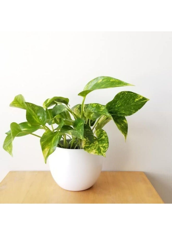 نبات البوتس المنزلي في إصيص أبيض، نبات داخلي منقي للهواء، مناسب لغرف النوم والمعيشة - Image 2