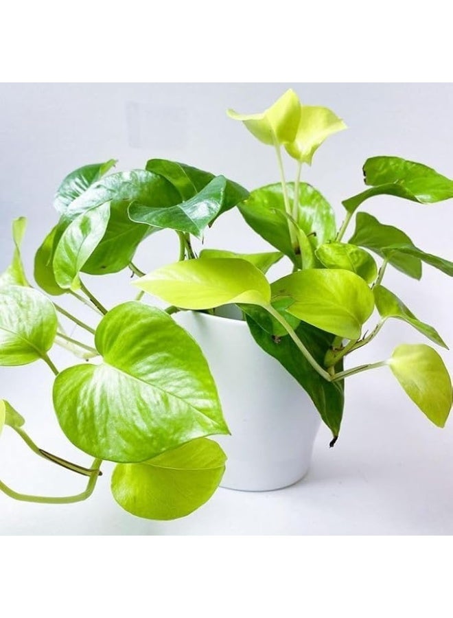 نبات البوتس المنزلي في إصيص أبيض، نبات داخلي منقي للهواء، مناسب لغرف النوم والمعيشة - Image 1