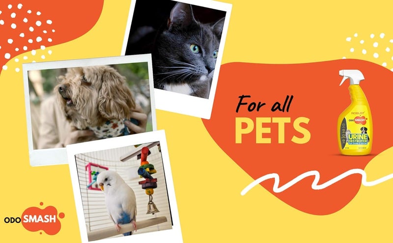 ROBUST مزيل روائح منطقة الحيوانات الأليفة أودوسماش برائحة الحمضيات المنعشة يزيل البقع من البول والبراز والقيء | تركيبة طبيعية حيوية إنزيمية | رذاذ فضلات القطط | لجميع الحيوانات الأليفة وجميع الأسطح | 250 مل - Image 5