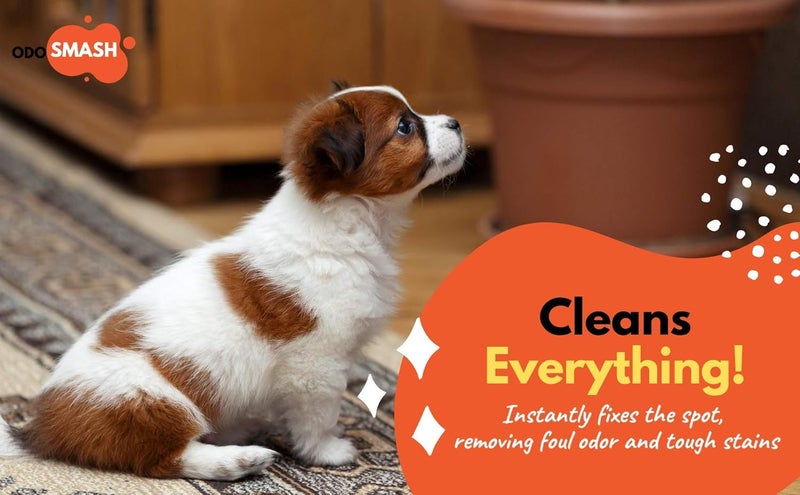 ROBUST مزيل روائح منطقة الحيوانات الأليفة أودوسماش برائحة الحمضيات المنعشة يزيل البقع من البول والبراز والقيء | تركيبة طبيعية حيوية إنزيمية | رذاذ فضلات القطط | لجميع الحيوانات الأليفة وجميع الأسطح | 250 مل - Image 3