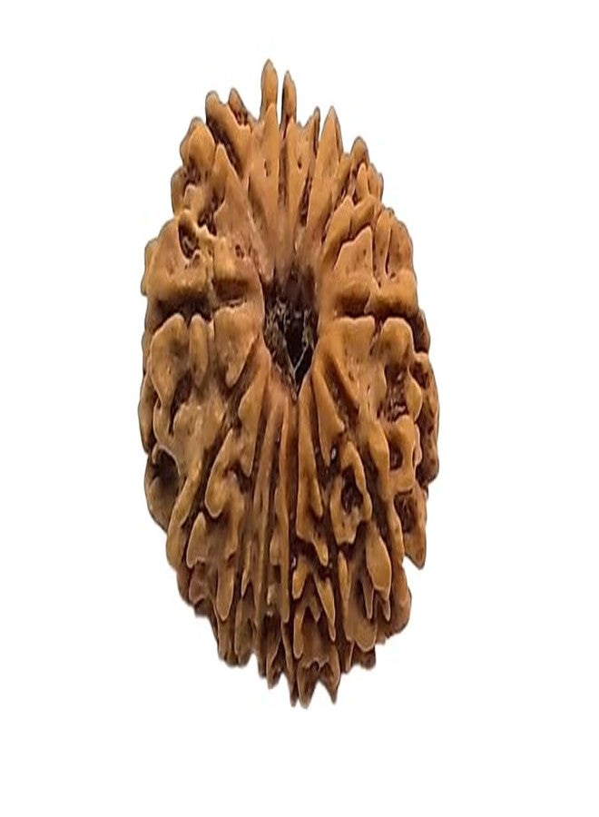 IRIS GEMS 13 Face Rudraksha Original Certified Natural Rudraksha 13 Mukhi With Pendant or Laal Dori 13 मुखी रुद्राक्ष ओरिजनल Brown Bead 13 Face Rudraksha Nepal Blessed By Lord Kamadeva and Indra - Image 1