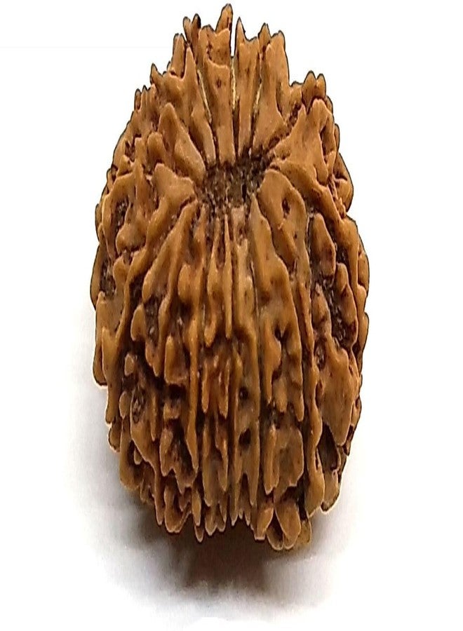 IRIS GEMS 13 Face Rudraksha Original Certified Natural Rudraksha 13 Mukhi With Pendant or Laal Dori 13 मुखी रुद्राक्ष ओरिजनल Brown Bead 13 Face Rudraksha Nepal Blessed By Lord Kamadeva and Indra - Image 2