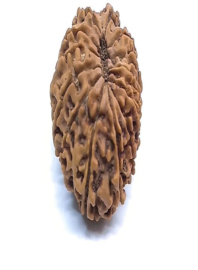IRIS GEMS 13 Face Rudraksha Original Certified Natural Rudraksha 13 Mukhi With Pendant or Laal Dori 13 मुखी रुद्राक्ष ओरिजनल Brown Bead 13 Face Rudraksha Nepal Blessed By Lord Kamadeva and Indra - Image 3