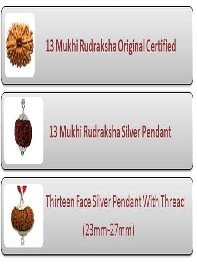 IRIS GEMS 13 Face Rudraksha Original Certified Natural Rudraksha 13 Mukhi With Pendant or Laal Dori 13 मुखी रुद्राक्ष ओरिजनल Brown Bead 13 Face Rudraksha Nepal Blessed By Lord Kamadeva and Indra - Image 4