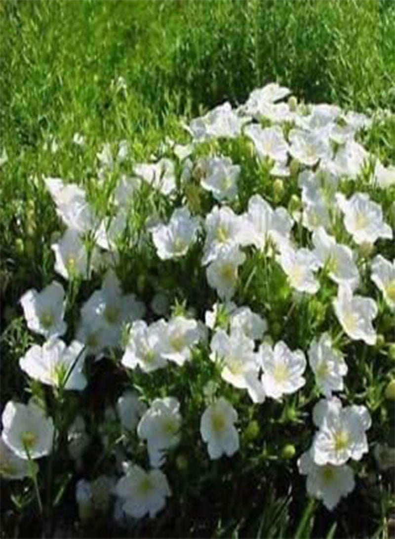 GGOOT Seeds Semi Cup White Flower Robe Ground Cover (Nierembergia Hippomanica) 50 + Seeds: Only Seeds - Image 2