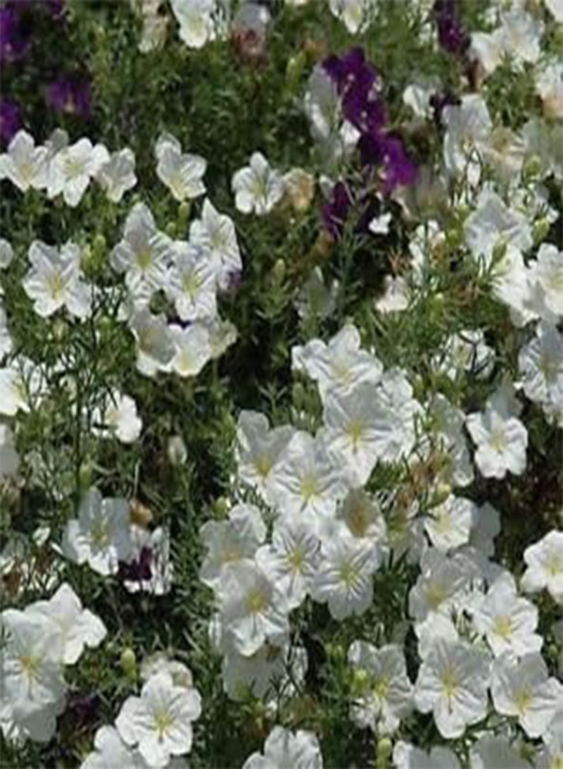 GGOOT Seeds Semi Cup White Flower Robe Ground Cover (Nierembergia Hippomanica) 50 + Seeds: Only Seeds - Image 4