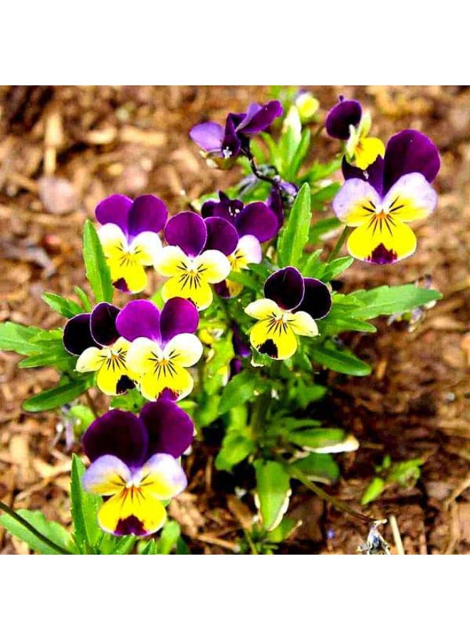 Pansy, Viola Johny Jump Up Flower Seeds