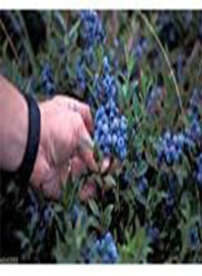 جي جوت 100 بذور بذور التوت الأزرق منخفضة الشجيرات، فاكهة غنية بمضادات الأكسدة!