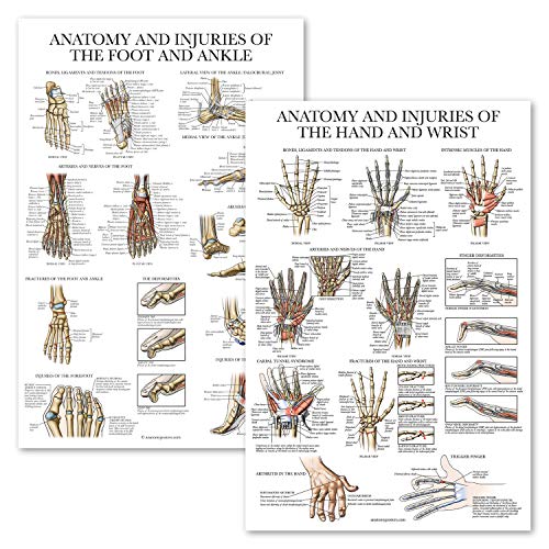 Palace Learning 2 Pack - Anatomy and Injuries of the Hand & Wrist + Anatomy and Injuries of the Foot & Ankle - Set of 2 Anatomical Charts - Laminated 18" x 24" - Image 1