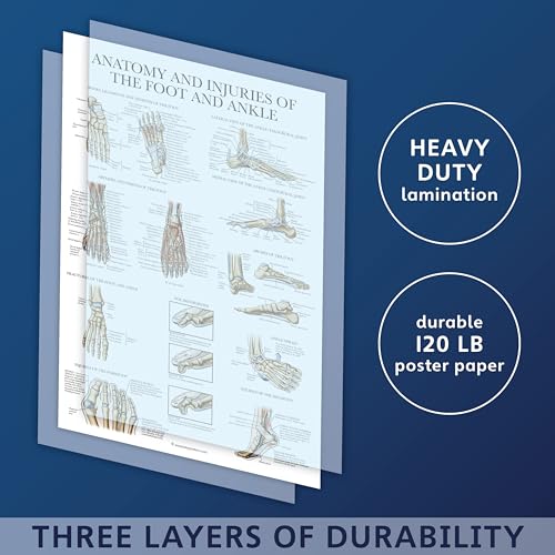 Palace Learning 2 Pack - Anatomy and Injuries of the Hand & Wrist + Anatomy and Injuries of the Foot & Ankle - Set of 2 Anatomical Charts - Laminated 18" x 24" - Image 3