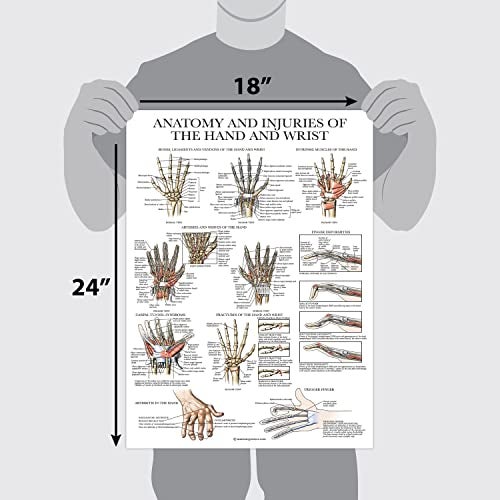 Palace Learning 2 Pack - Anatomy and Injuries of the Hand & Wrist + Anatomy and Injuries of the Foot & Ankle - Set of 2 Anatomical Charts - Laminated 18" x 24" - Image 2