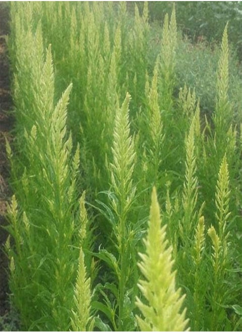 30+ Lime Green Flamingo Celosia Sylphid Flower Seeds / Self-Seeding Annual