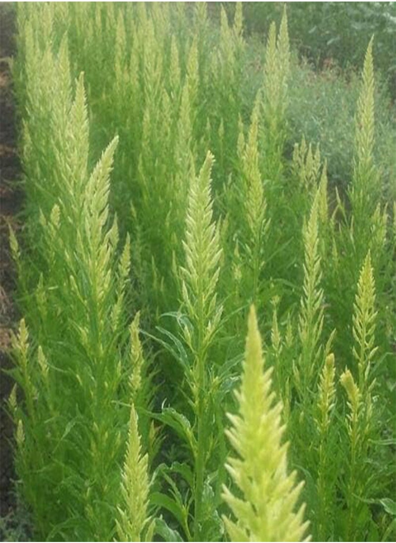GGOOT - 30+ Lime Green Flamingo Celosia Sylphid Flower Seeds / Self-Seeding Annual - Image 1