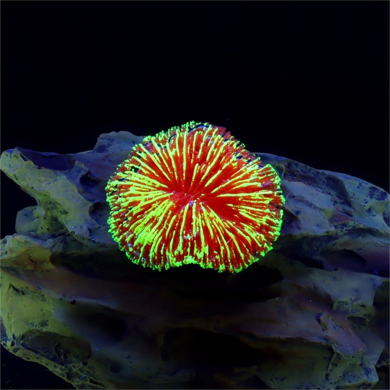 1 Piece Fish Tank Decoration Aquarium Aquatic Miniature Coral Reef Pink Fluorescent Ornaments Landscaping - Image 3