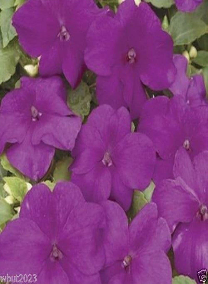 GGOOT Impatiens xtreme violet Flowers Seed- ideal for Baskets,Containers,window boxes - Image 1
