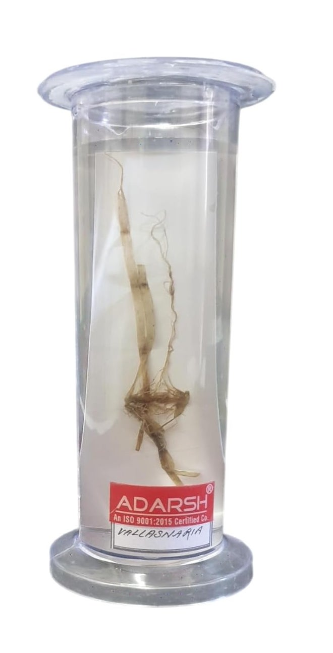 AI -Botany Specimen Vallisneria in Acrylic Jar/used for teaching purpose School & College/Botany Specimen Vallisneria in Acrylic Jar/Specimen for Educational Exploration & Kids Science Education - Image 2