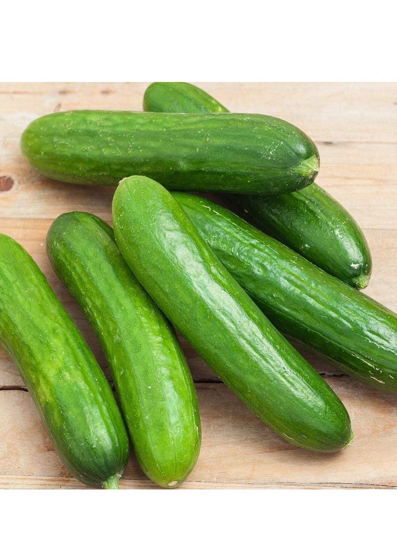 vsell24 3-Pack Organic Cucumber Seeds (10g Each) - Non-GMO, Grow Fresh Cucumbers at Home with High Purity & Germination Rate - Image 1