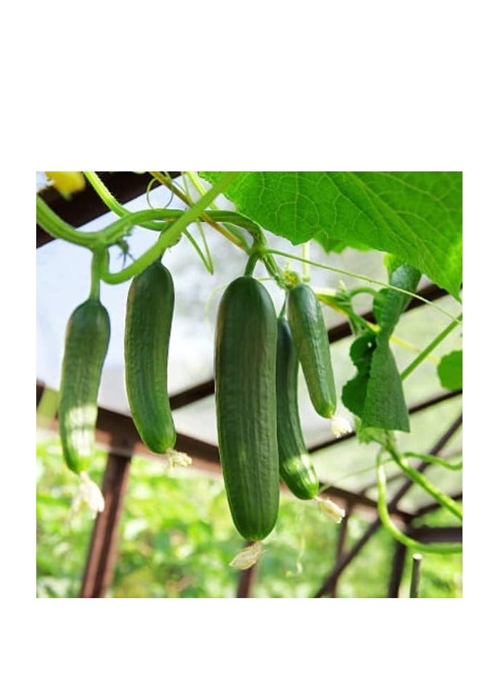 vsell24 3-Pack Organic Cucumber Seeds (10g Each) - Non-GMO, Grow Fresh Cucumbers at Home with High Purity & Germination Rate - Image 5