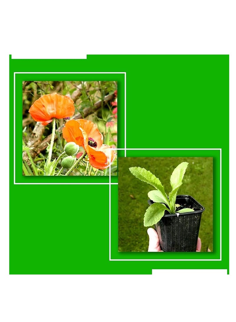 vsell24 3-Pack Organic Cucumber Seeds (10g Each) - Non-GMO, Grow Fresh Cucumbers at Home with High Purity & Germination Rate - Image 2