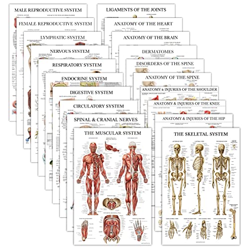 Palace Learning 20 Pack - Anatomical Posters - Laminated - Muscular, Skeletal, Digestive, Respiratory, Circulatory, Endocrine, Lymphatic, Male & Female, Nervous, Spinal Nerves, Anatomy Charts - 18" x 24" - Image 1
