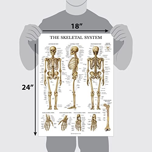 Palace Learning 20 Pack - Anatomical Posters - Laminated - Muscular, Skeletal, Digestive, Respiratory, Circulatory, Endocrine, Lymphatic, Male & Female, Nervous, Spinal Nerves, Anatomy Charts - 18" x 24" - Image 2