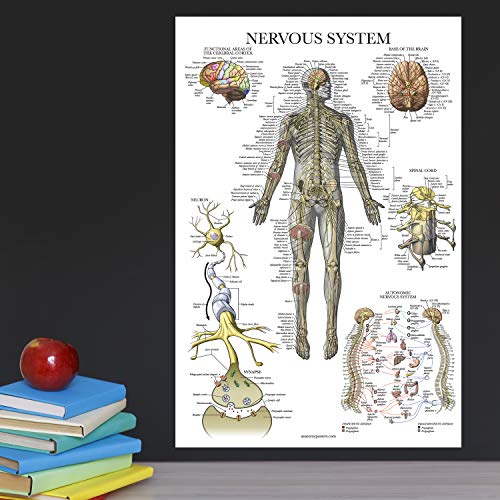 Palace Learning 20 Pack - Anatomical Posters - Laminated - Muscular, Skeletal, Digestive, Respiratory, Circulatory, Endocrine, Lymphatic, Male & Female, Nervous, Spinal Nerves, Anatomy Charts - 18" x 24" - Image 5