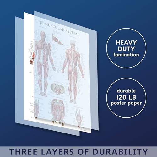 Palace Learning 20 Pack - Anatomical Posters - Laminated - Muscular, Skeletal, Digestive, Respiratory, Circulatory, Endocrine, Lymphatic, Male & Female, Nervous, Spinal Nerves, Anatomy Charts - 18" x 24" - Image 3